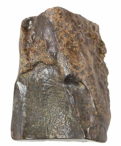 Triceratops Shed Tooth - Montana #53619